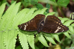 Lexias aeetes