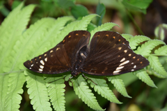 Lexias aeetes