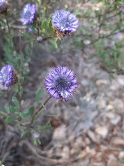 Globularia
