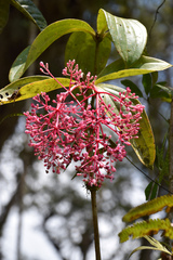 Medinilla speciosa