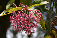 Medinilla speciosa