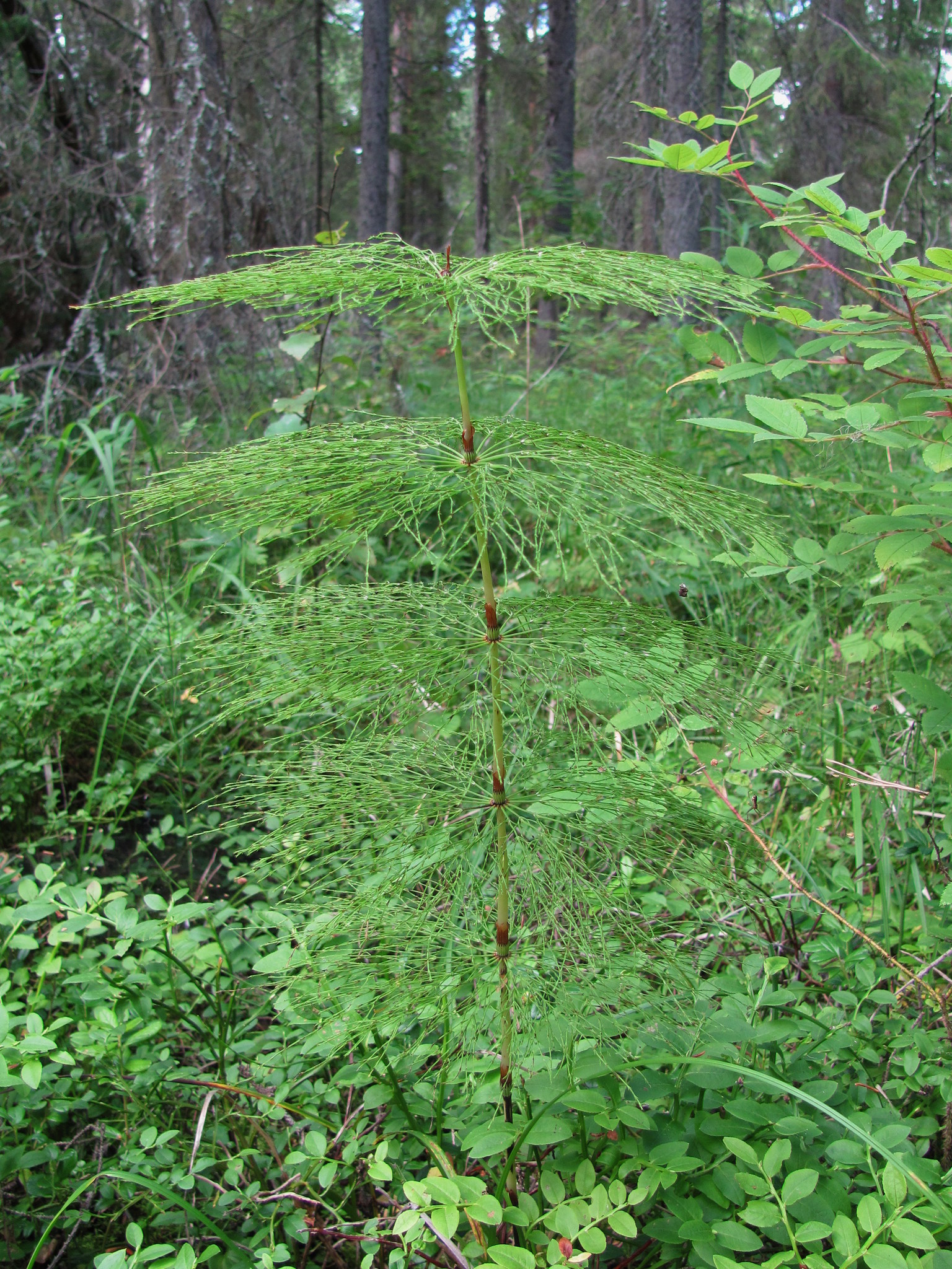 Equisetum sylvaticum