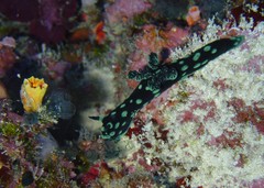 Nembrotha cristata