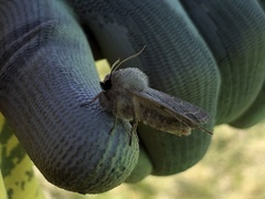 Orthosia gracilis