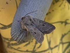 Orthosia gracilis