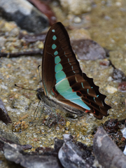 Graphium monticolus