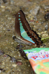 Graphium monticolus