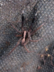 Schizocosa crassipes