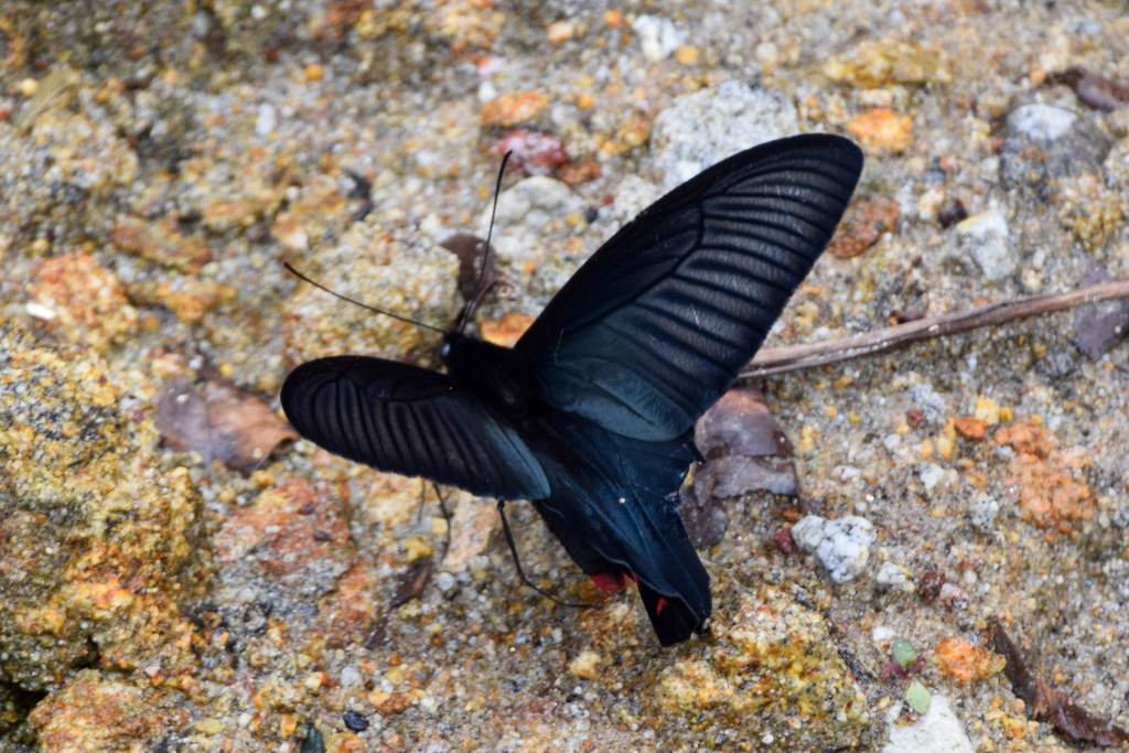 Dixon’s Batwing