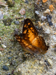 Vagrans sinha