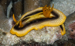 Chromodoris joshi