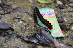 Graphium monticolus