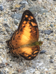 Vagrans sinha