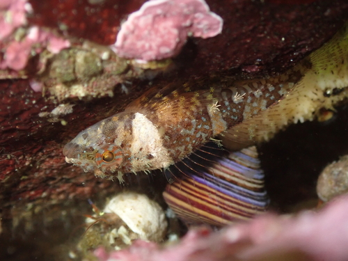 Puget Sound sculpin (Ruscarius meanyi) — Cottidae