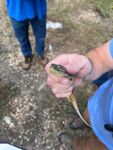 iNaturalist observation photo of Southern Alligator Lizard