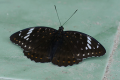 Lexias aeetes