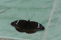 Lexias aeetes