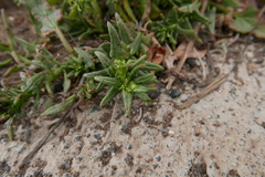 Patellifolia procumbens