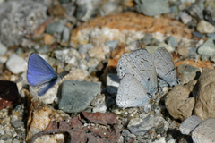 Uranobothria tsukadai