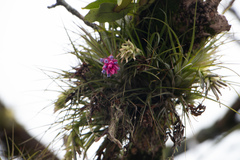 Tillandsia stricta