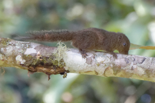 Celebes Dwarf Squirrel