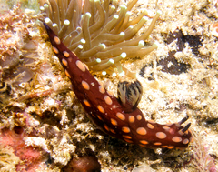 Nembrotha