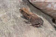 Ingerophrynus celebensis