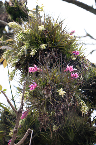 Tillandsia stricta, photograph 1