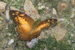 Vagrans sinha