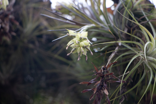 Tillandsia stricta, photograph 2