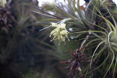 Tillandsia stricta, photograph Bruno de Medeiros, CC BY, iNaturalist via GBIF