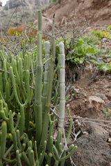 Ceropegia dichotoma