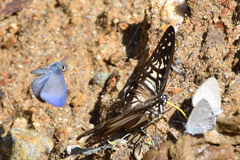 Uranobothria tsukadai