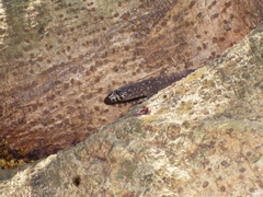 Lepidophyma smithii