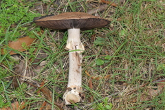 Agaricus austrovinaceus