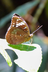 Lexias aeetes
