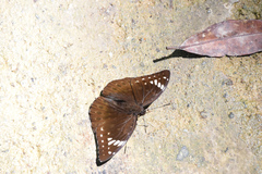 Lexias aeetes