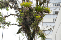 Vriesea