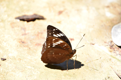 Lexias aeetes