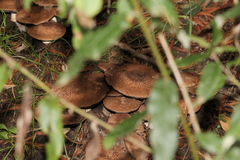Agaricus austrovinaceus