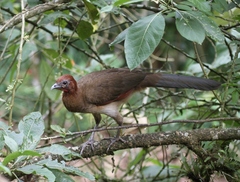 Ortalis erythroptera