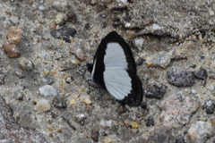 Psychonotis piepersii