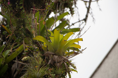 Vriesea