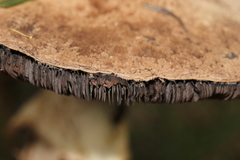 Agaricus austrovinaceus