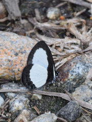 Psychonotis piepersii