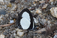 Psychonotis piepersii