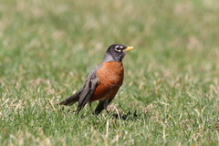Turdus migratorius migratorius