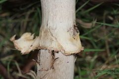 Agaricus austrovinaceus