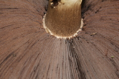 Agaricus austrovinaceus