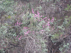 Cercis canadensis texensis